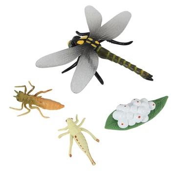 Жизненный цикл стрекозы Жизненные циклы насекомых Модель роста Цикл роста животных для детей Научные развивающие игрушки